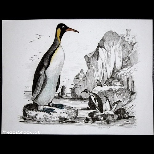 PINGUINI,ANIMALI,PINGUINO,INCISIONE,STAMPA ANTICA,1800