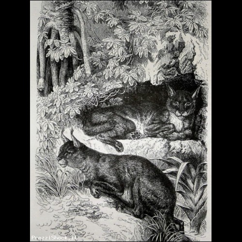 LINCE,FELINO,ANIMALI,FORESTA,INCISIONE,STAMPA ANTICA,1891