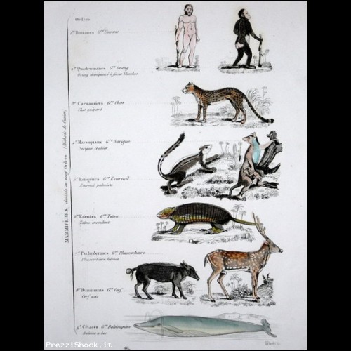 MAMMALOGIA,ANIMALI,VETERINARIA,INCISIONE,STAMPA ANTICA,1800