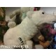 peluches orso bianco