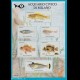 Erinnofilo chiudilettera 1987 ANFE - pesci fisch