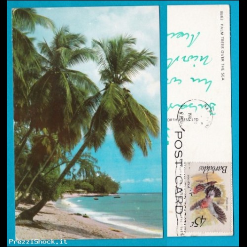 Barbados - palm trees over the sea - viaggiata