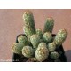 Mammillaria elongata