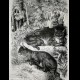 LINCE,FELINO,ANIMALI,FORESTA,INCISIONE,STAMPA ANTICA,1891