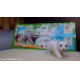 	 NATOONS animali della foresta dc023 ORSO BIANCO kinder + c