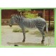 Zebra  -  non  VG