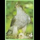 ASTORE - accipiter gentilis  -  non  VG