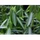 10 SEMI DI CODARIOCALYX MOTORIUS-DESMODIUM GYRANS PIANTA DAN