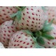 50 SEMI DI FRAGOLA BIANCA