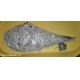 Conchiglia Pinna Nobilis da collezione 40 cm con ciuffo