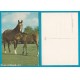 Cavallo - non VG