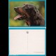 CANE DOG CHIEN Cani - non viaggiata