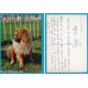 CANE DOG CHIEN Cani - scritta ma non viaggiata
