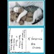 Gatto Chat Cat Gatti - scritta ma non viaggiata
