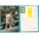Gatto Chat Cat Gatti - viaggiata