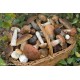 IL MANUALE DEL CERCATORE DI FUNGHI ( EBOOK PDF )
