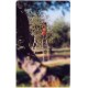 Jeps - BASSISSIMA TIR.... 98 Veronafil  - 2 -