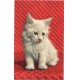 Jeps - cartolina tematica ANIMALI - Gattino anni 40-50
