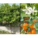 DIMAGRIRE  CITRUS  BRUCIAGRASSO STIMOLA TERMOGENESI 60 CPR