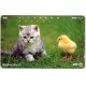 Jeps - Belle Schede Straniere ... GIAPPONE cuccioli