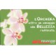 Messaggi floreali - Orchidea Cat. Golden N. 1085
