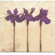 tovagliolo per decoupage stupendo  e elegante
