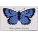 Jeps - Schede Straniere... GERMANIA Chip - Farfalla blu
