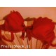 reggiseno