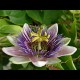 ERBORISTERIA NUOVA PASSIFLORA