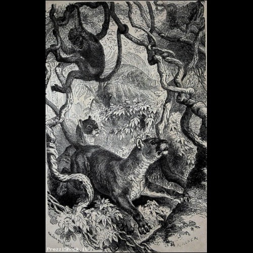PUMA,FELINO,ANIMALI,FORESTA,INCISIONE,STAMPA ANTICA,1891