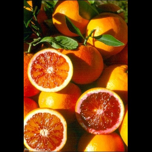   arance tarocco siciliane 100% a 0,60cent. al kg!! leggete!