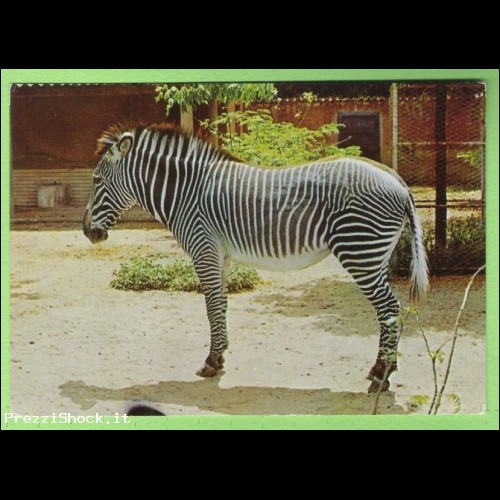 Zebra  -  non  VG