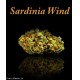 Sardinia wind (1gr) infiorescenza canapa sativa