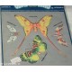 adesivi stickers scrapbooking farfalle fosforescenti 3D